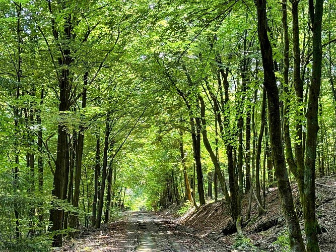 Sainthubert_vtt_foretduroialbert©MTFSH-TEXTO_Pascal_Willems_(23)