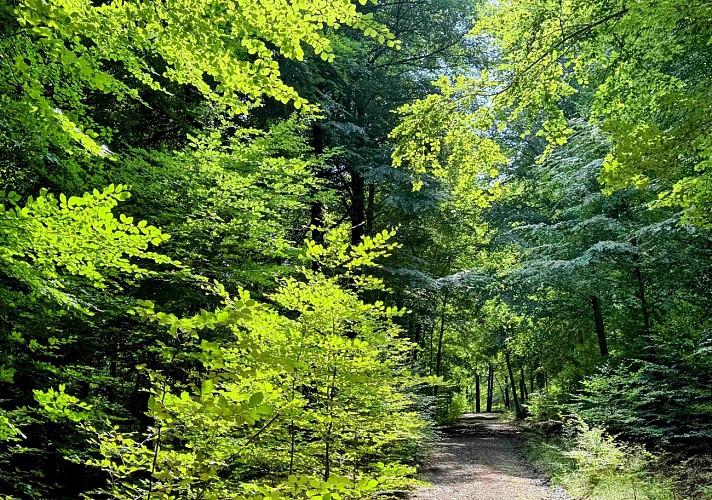 Sainthubert_vtt_foretduroialbert©MTFSH-TEXTO_Pascal_Willems_(21)