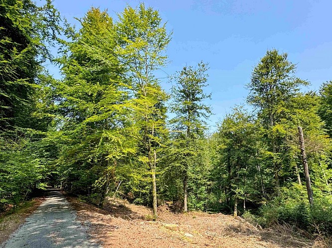 Sainthubert_vtt_foretduroialbert©MTFSH-TEXTO_Pascal_Willems_(43)