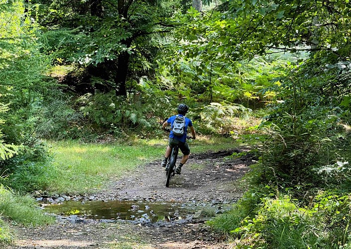 Sainthubert_vtt_foretduroialbert©MTFSH-TEXTO_Pascal_Willems_(135)