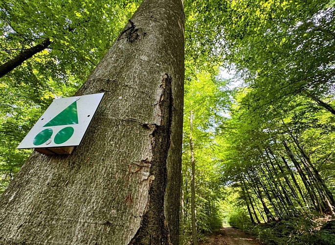 Sainthubert_vtt_foretduroialbert©MTFSH-TEXTO_Pascal_Willems_(46)