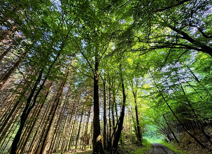 Libin_promenade_boisderenimont©MTFSH-TEXTO_Pascal_Willems_(69)