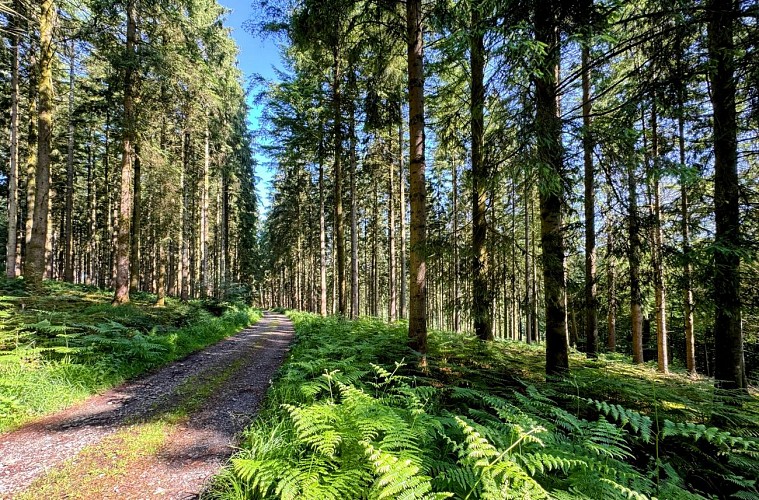 Libin_promenade_boisderenimont©MTFSH-TEXTO_Pascal_Willems_(27)