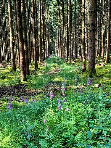 Libin_promenade_boisderenimont©MTFSH-TEXTO_Pascal_Willems_(6)