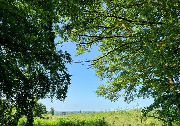 Libin_promenade_boisderenimont©MTFSH-TEXTO_Pascal_Willems_(117)