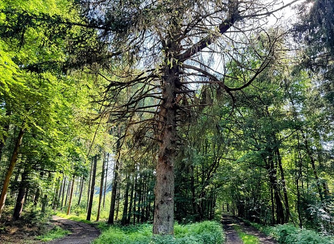 Libin_promenade_boisderenimont©MTFSH-TEXTO_Pascal_Willems_(45)