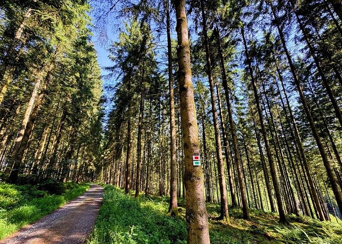 Libin_promenade_boisderenimont©MTFSH-TEXTO_Pascal_Willems_(43)