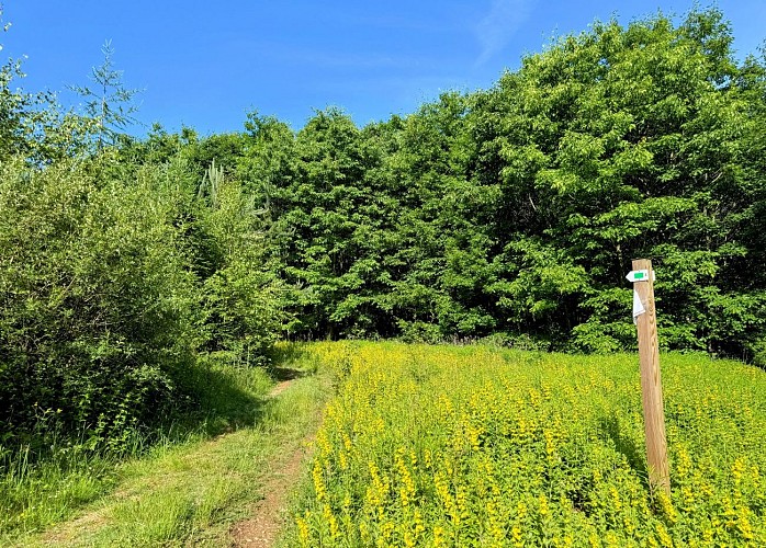 Libin_promenade_boisderenimont©MTFSH-TEXTO_Pascal_Willems_(140)