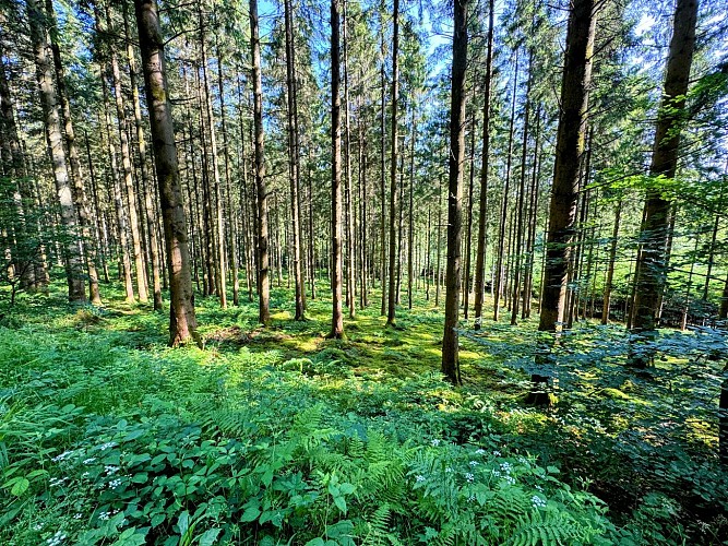 Libin_promenade_boisderenimont©MTFSH-TEXTO_Pascal_Willems_(29)