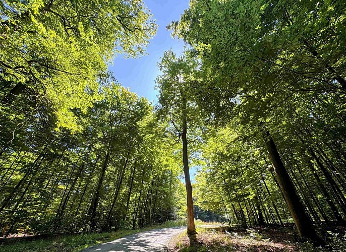 Sainthubert_promenade_du_vieux_moulin©MTFSH-TEXTO_Pascal_Willems_(39)