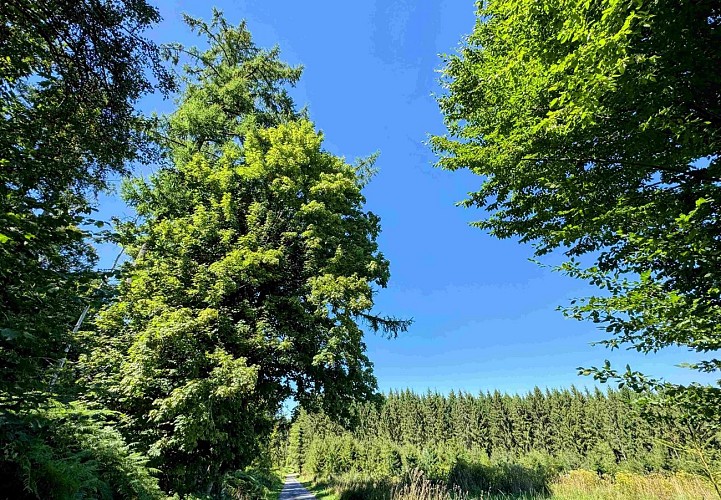 Sainthubert_promenade_du_vieux_moulin©MTFSH-TEXTO_Pascal_Willems_(24)