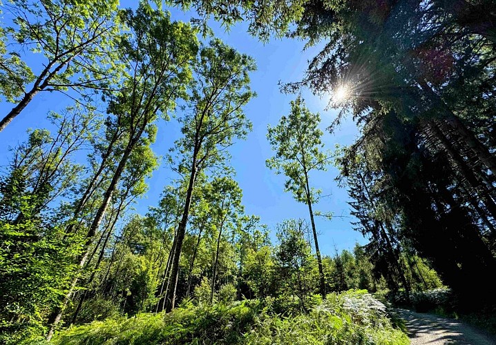 Sainthubert_promenade_du_vieux_moulin©MTFSH-TEXTO_Pascal_Willems_(68)