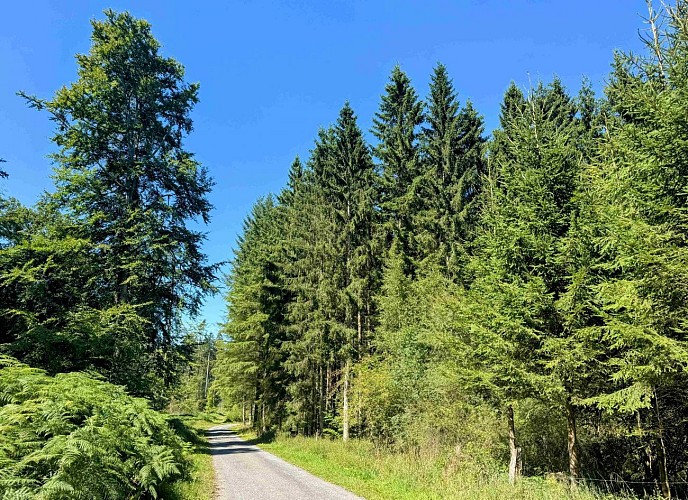 Sainthubert_promenade_du_vieux_moulin©MTFSH-TEXTO_Pascal_Willems_(40)