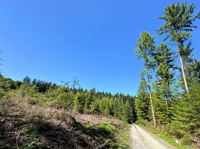 Sainthubert_promenade_du_vieux_moulin©MTFSH-TEXTO_Pascal_Willems_(51)