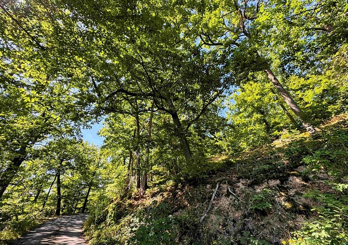 Sainthubert_promenade_du_vieux_moulin©MTFSH-TEXTO_Pascal_Willems_(95)