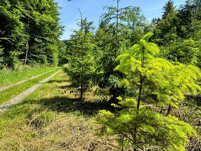 Libin_promenade_de_smuid©MTFSH-TEXTO_Pascal_Willems_(22)