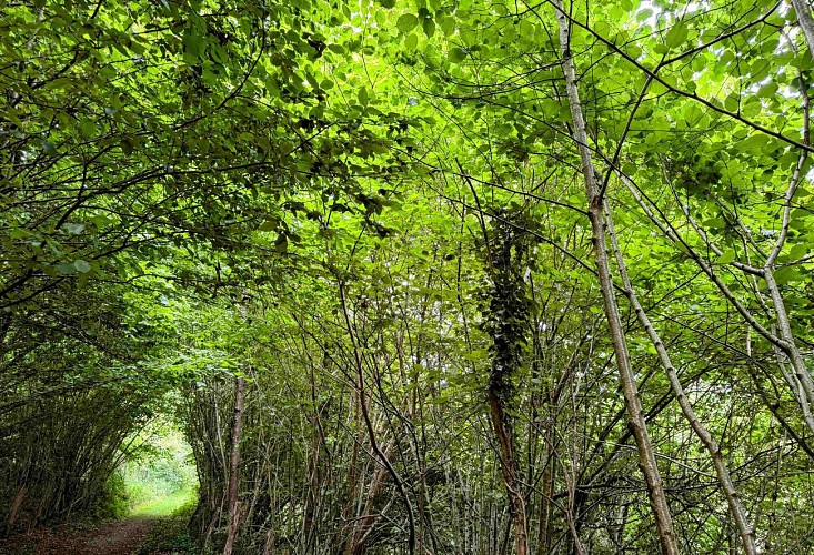 Sainthubet_promenade_lasofleure©MTFSH-TEXTO Pascal Willems (3)