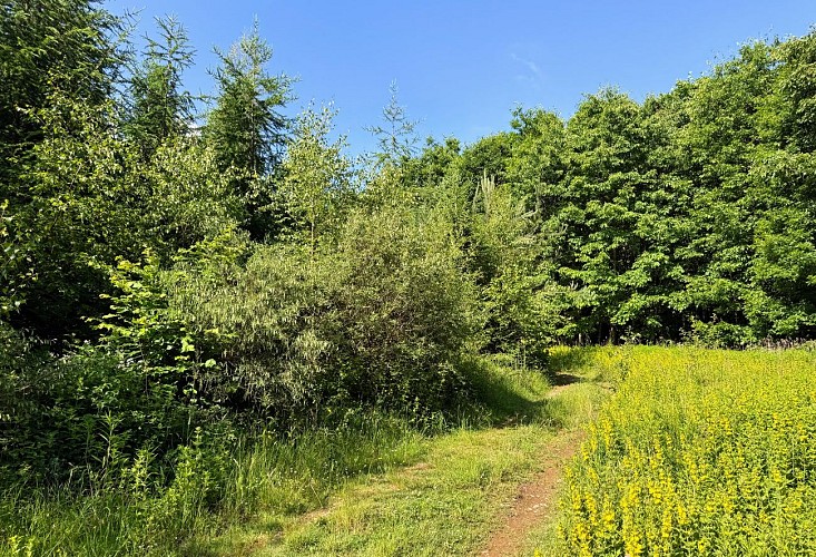 Libin_chemin_du_kaolin©MTFSH-TEXTO_Pascal_Willems_(42)