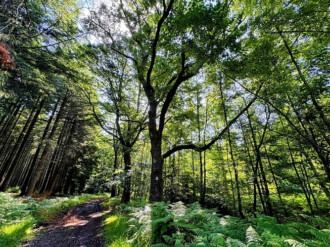 Libin_chemin_du_kaolin©MTFSH-TEXTO_Pascal_Willems_(19)