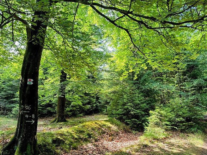 Libin_chemin_du_kaolin©MTFSH-TEXTO_Pascal_Willems_(14)