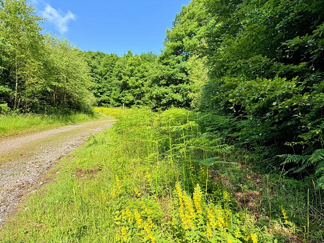 Libin_chemin_du_kaolin©MTFSH-TEXTO_Pascal_Willems_(53)