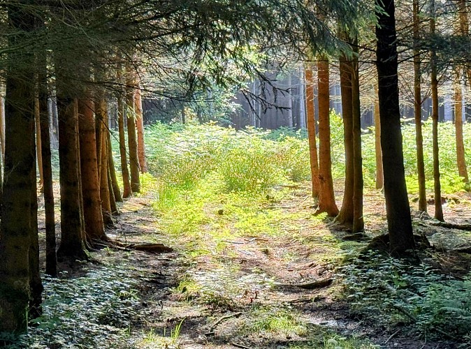 Libin_chemin_du_kaolin©MTFSH-TEXTO_Pascal_Willems_(33)