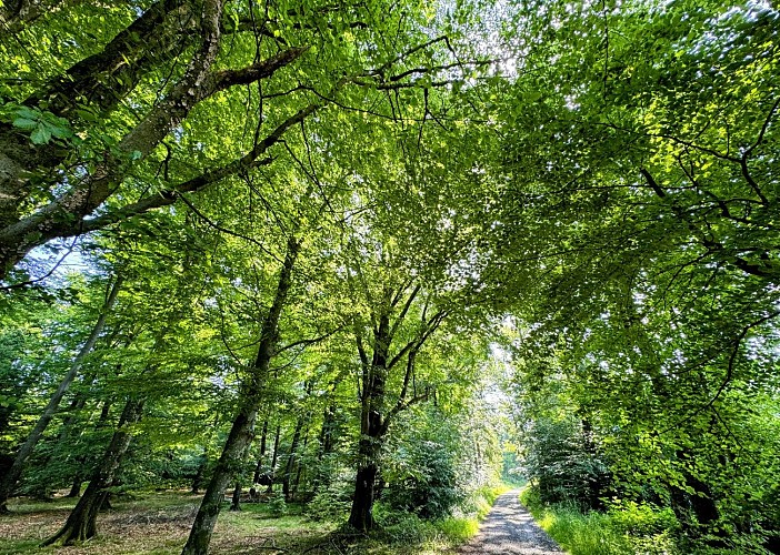 Libin_chemin_du_kaolin©MTFSH-TEXTO_Pascal_Willems_(18)