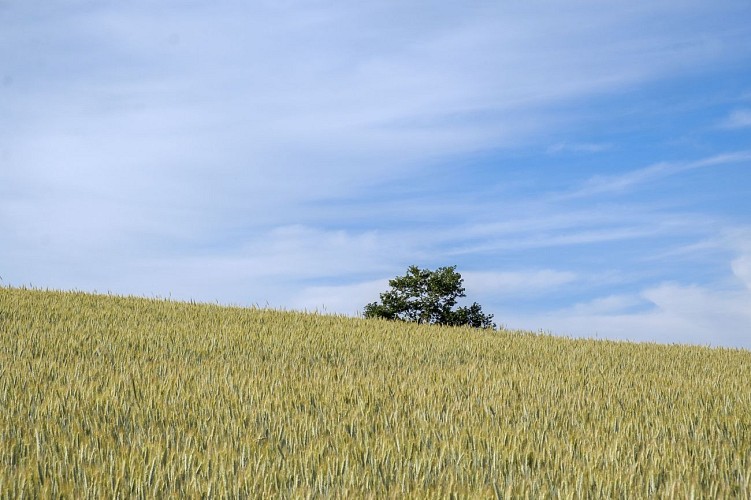 Bertogne et sa nature