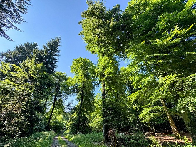 Libin_promenade_de_la_speche©MTFSH-TEXTO_Pascal_Willems_(42)