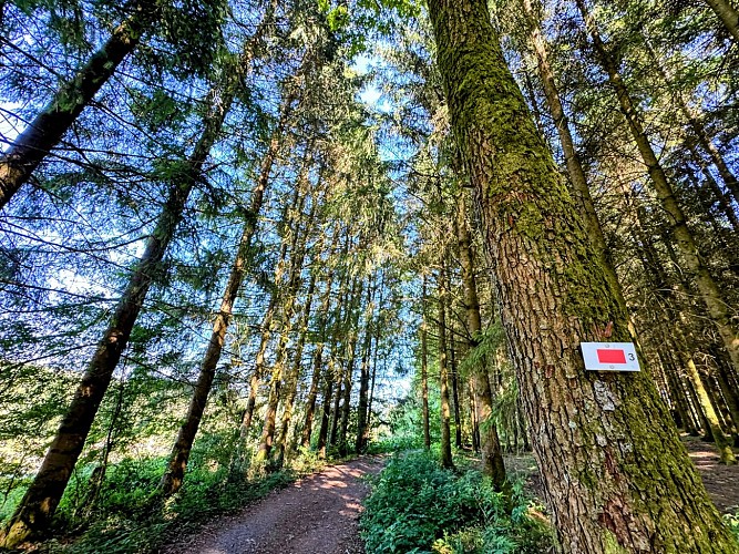 Libin_promenade_de_la_speche©MTFSH-TEXTO_Pascal_Willems_(1)