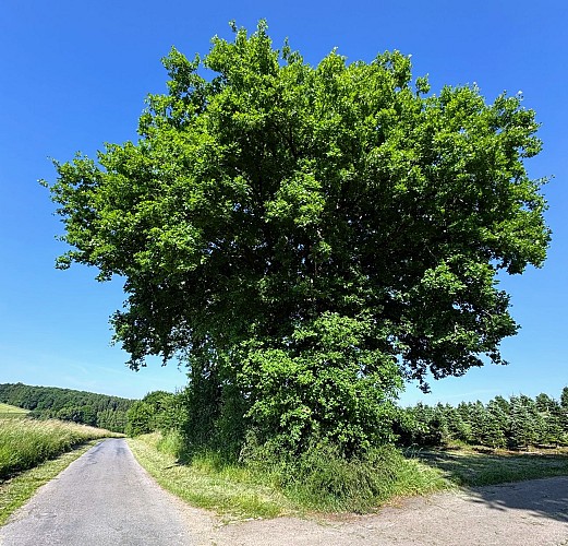 Libin_promenade_de_la_speche©MTFSH-TEXTO_Pascal_Willems_(41)