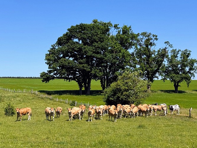 Libin_promenade_surlestracesde1418©MTFSH-TEXTO_Pascal_Willems_(19)