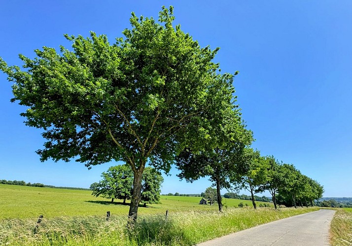 Libin_promenade_surlestracesde1418©MTFSH-TEXTO_Pascal_Willems_(106)