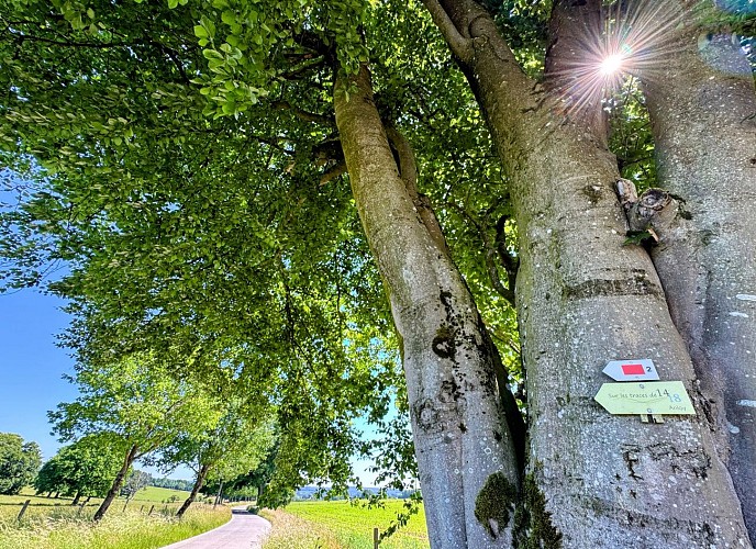 Libin_promenade_surlestracesde1418©MTFSH-TEXTO_Pascal_Willems_(36)