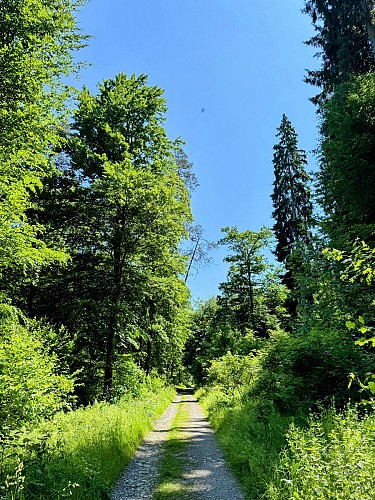 Promenade_viree_a_chene©MTFSH-TEXTO_Pascal_Willems_(77)