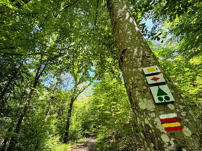 Promenade_viree_a_chene©MTFSH-TEXTO_Pascal_Willems_(66)