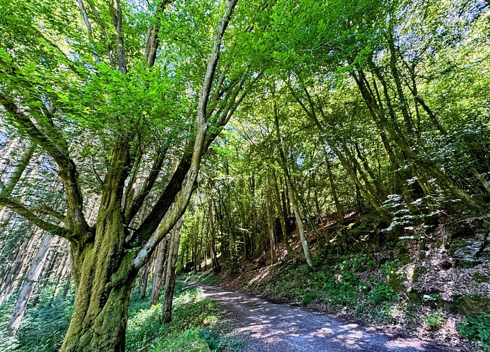 Promenade_viree_a_chene©MTFSH-TEXTO_Pascal_Willems_(10)