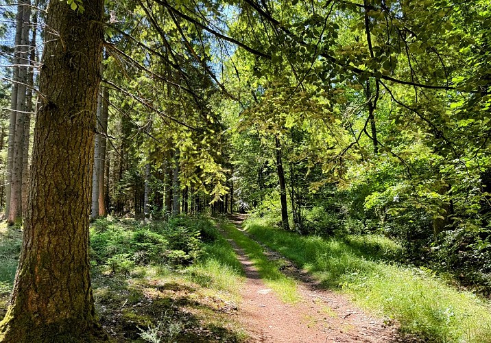 Promenade_viree_a_chene©MTFSH-TEXTO_Pascal_Willems_(33)