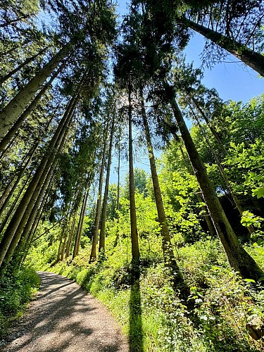 Promenade_viree_a_chene©MTFSH-TEXTO_Pascal_Willems_(58)