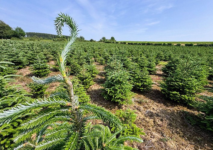 Promenade_châmont©MTFSH-TEXTO_Pascal_Willems_(165)