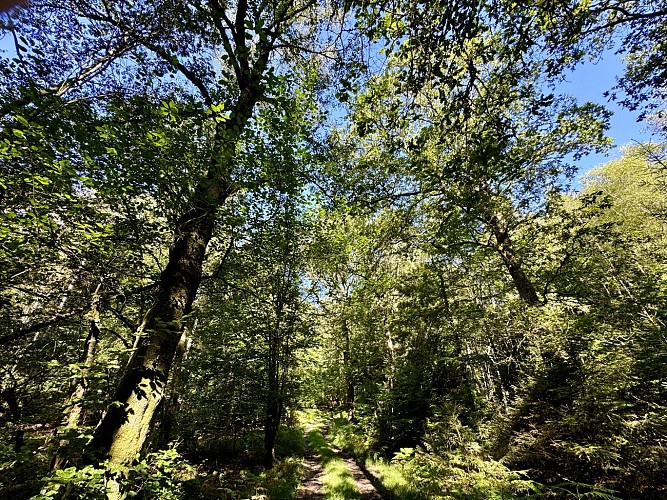 Promenade-du-tram©MTFSH_TEXTO_Pascal_Willems_(53)