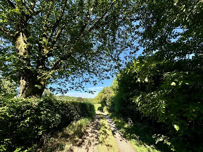 Promenade-du-tram©MTFSH_TEXTO_Pascal_Willems_(25)