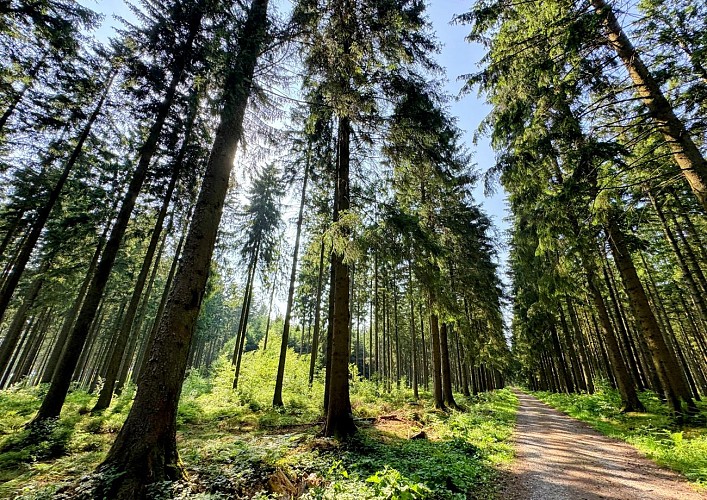 Libin_promenade_relais_des_diligences©MTFSH-TEXTO_Pascal_Willems_(75)