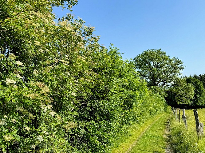 Libin_promenade_relais_des_diligences©MTFSH-TEXTO_Pascal_Willems_(78)