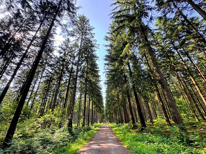 Libin_promenade_relais_des_diligences©MTFSH-TEXTO_Pascal_Willems_(76)