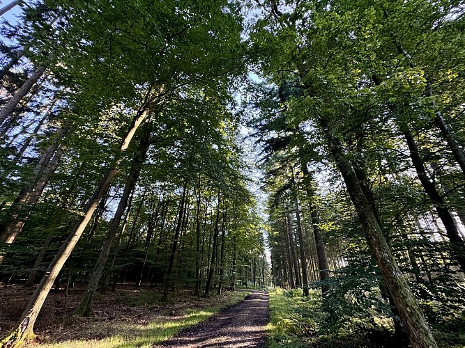 Promenade_Croix_de_Journal_©_MTFSH_TEXTO_Pascal_Willems_(9)