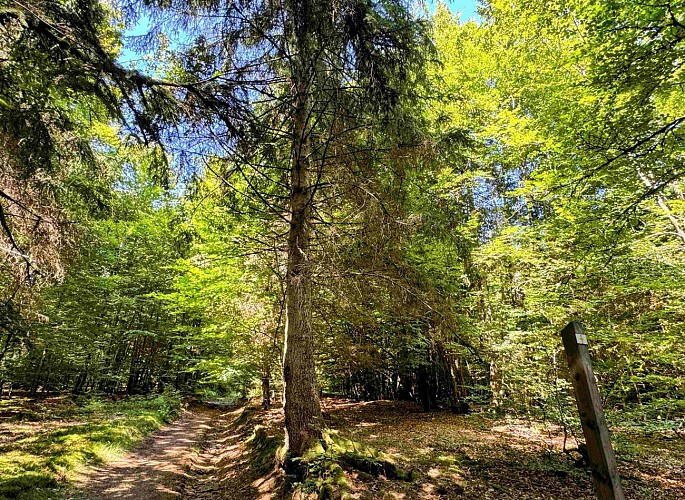 Tenneville_promenade_de_la_basseille©MTFSH-TEXTO_Pascal_Willems_(82)