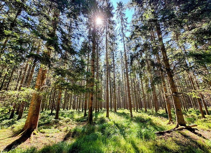 Tenneville_promenade_de_la_basseille©MTFSH-TEXTO_Pascal_Willems_(99)