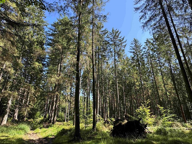 Tenneville_promenade_de_la_basseille©MTFSH-TEXTO_Pascal_Willems_(79)