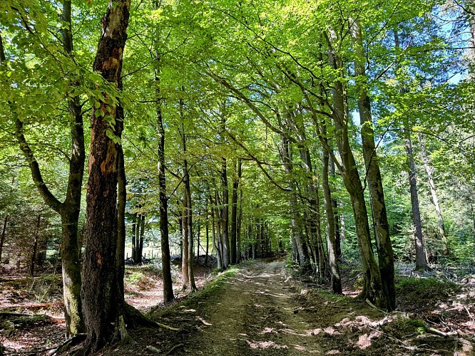 Tenneville_promenade_de_la_converserie©MTFSH-TEXTO_Pascal_Willems_(54)